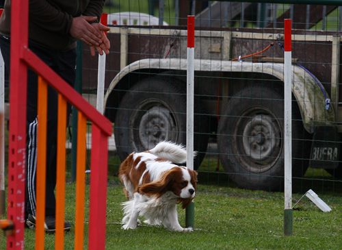 Cavalier Agility: Bengal's Jalapeno (Max)