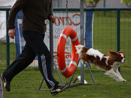 Cavalier Agility: Bengal's Jalapeno (Max)