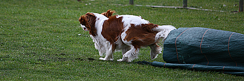 Cavalier Agility: Bengal's Jalapeno (Max)