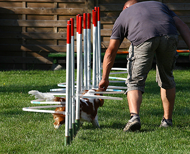 Cavalier Agility: Bengal's Jalapeno (Max)