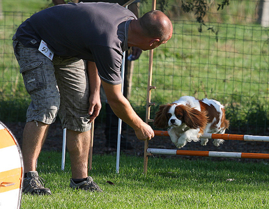 Cavalier Agility: Bengal's Jalapeno (Max)