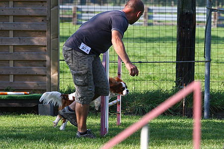 Cavalier Agility: Bengal's Jalapeno (Max)