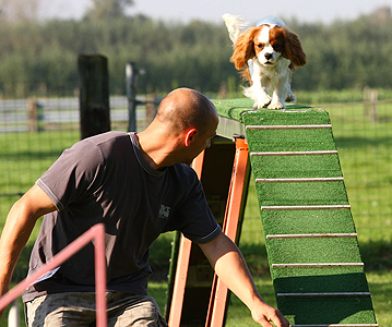 Cavalier Agility: Bengal's Jalapeno (Max)