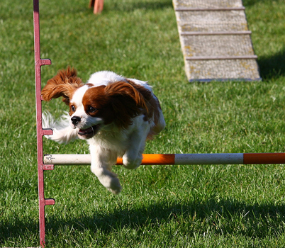 Cavalier Agility: Bengal's Jalapeno (Max)