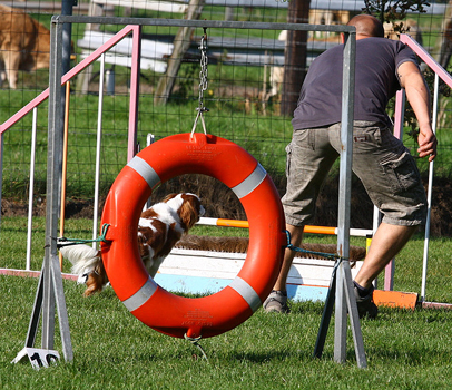 Cavalier Agility: Bengal's Jalapeno (Max)