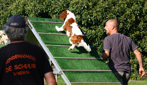 Cavalier Agility: Bengal's Jalapeno (Max)