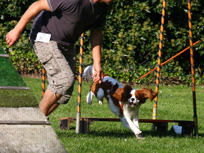 Cavalier Agility: Bengal's Jalapeno (Max)