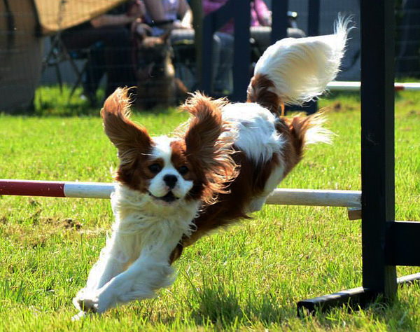 Cavalier Agility: Bengal's Jalapeno (Max)